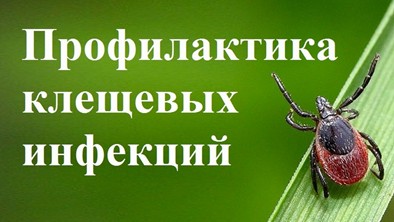 Меры профилактики заражения клещевым энцефалитом