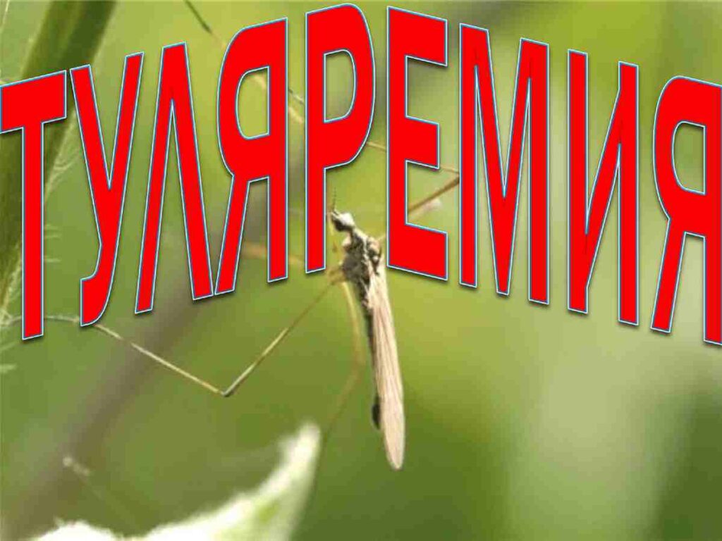 Туляремия